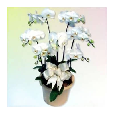 白蝴蝶蘭蘭花盆栽